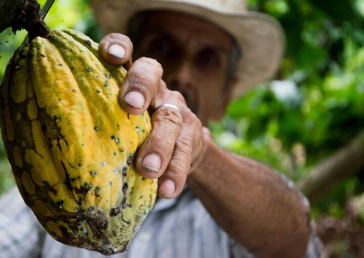 Partez à la découverte du chocolat pure origine avec Dhandi Chocolaterie, votre votre marque de chocolat bio.